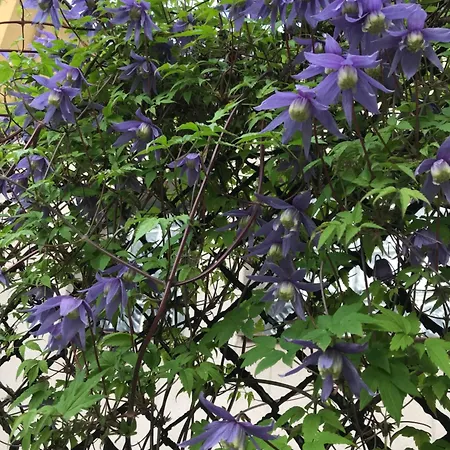 Kathia Goscinne 住宿加早餐酒店 3*