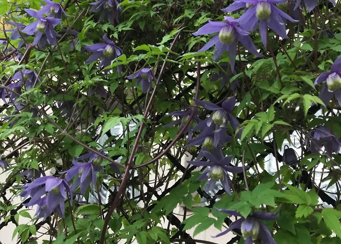 Kathia Goscinne Frühstückspension 3*